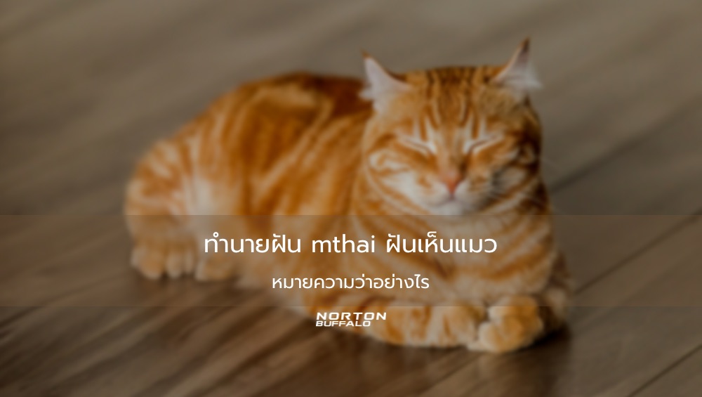 ทำนายฝัน mthai ฝันเห็นแมว หมายความว่าอย่างไร