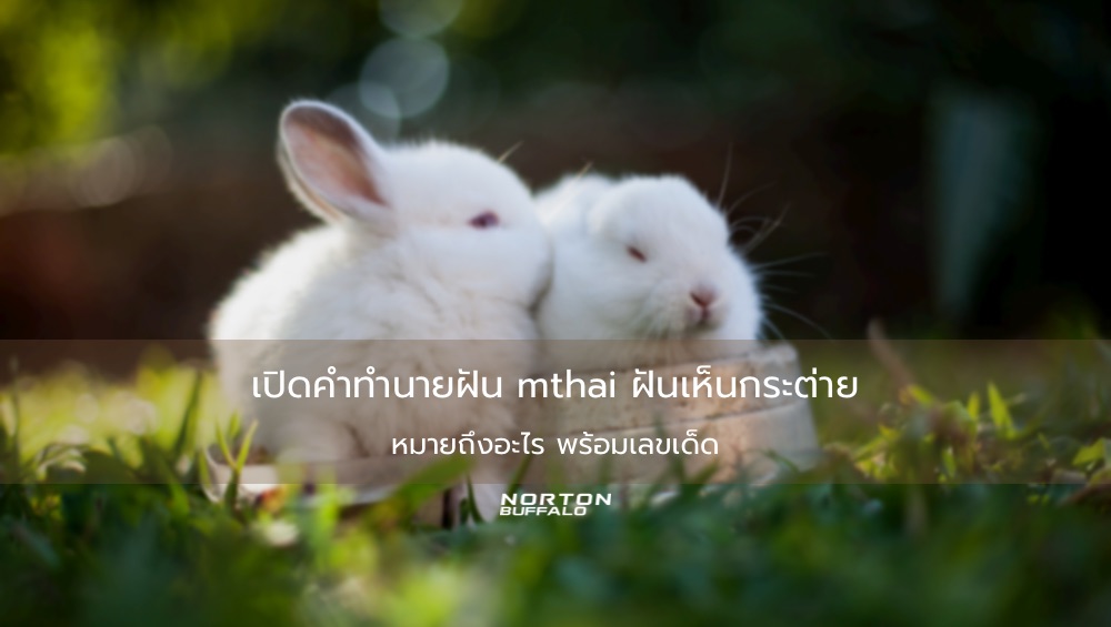 เปิดคำทำนายฝัน mthai ฝันเห็นกระต่าย หมายถึงอะไร พร้อมเลขเด็ด