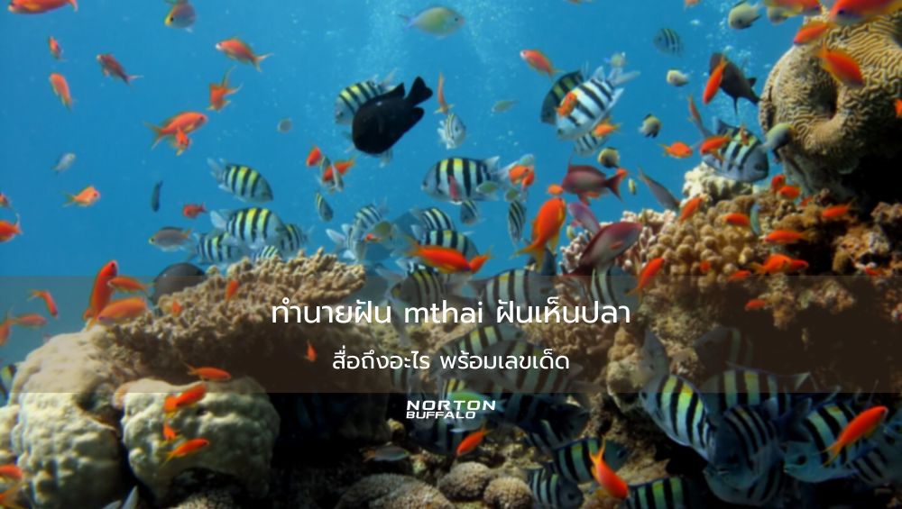 ทำนายฝัน mthai ฝันเห็นปลา สื่อถึงอะไร พร้อมเลขเด็ด